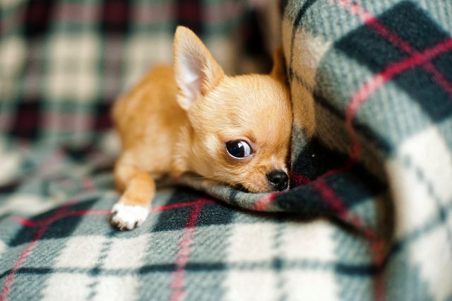 cute brown Shorthaired Chihuahua