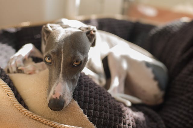 cute gray Italian Greyhound resting