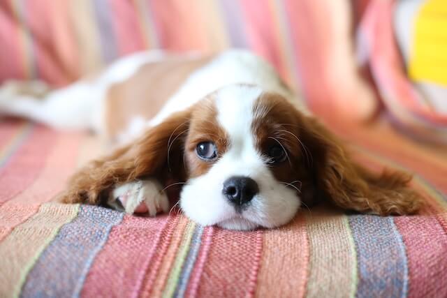 cute small Cavalier King Charles Spaniel lying on bed