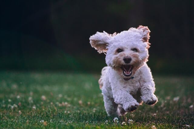 happy Maltese running on green grass