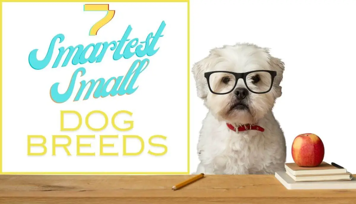 smartest small dog breeds