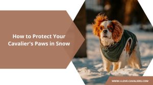 How to Protect Your Cavalier's Paws in Snow