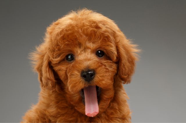Miniature Poodle in close up photo