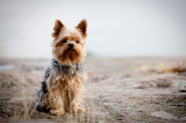 Yorkshire Terrier outdoors