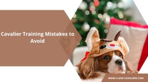Cavalier Training Mistakes to Avoid