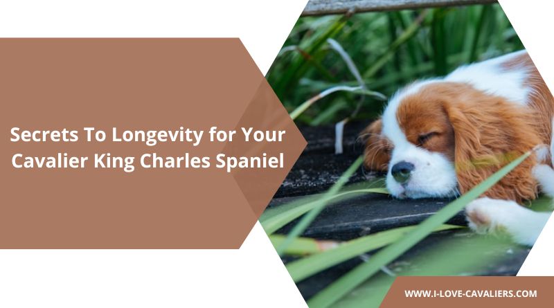 Secrets To Longevity for Your Cavalier King Charles Spaniel