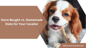 Store-Bought vs. Homemade Diets for Your Cavalier