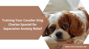 Training Your Cavalier King Charles Spaniel for Separation Anxiety Relief