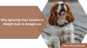 Why Ignoring Your Cavalier's Weight Gain Is Dangerous