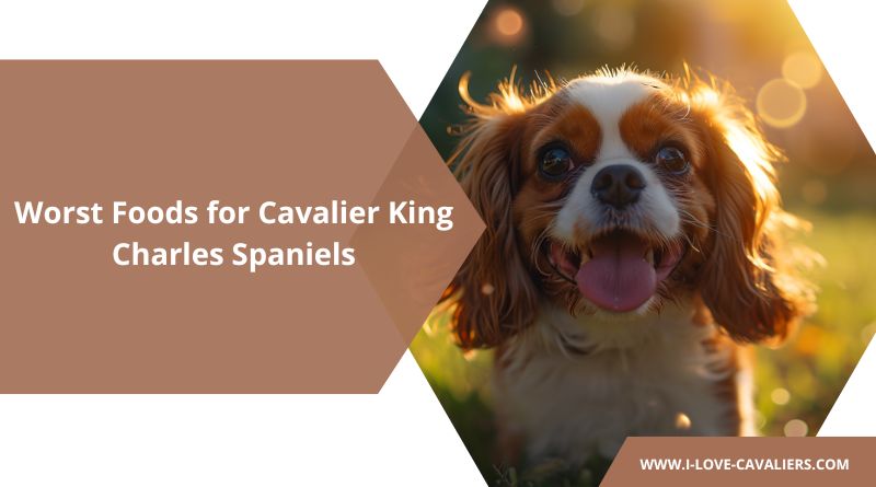 Worst Foods for Cavalier King Charles Spaniels