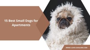 15 Best Small Dogs for Apartments