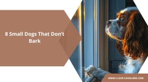 8 Small Dogs That Don’t Bark