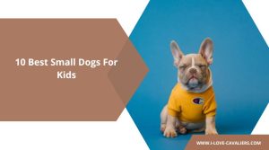 small dogs for kids