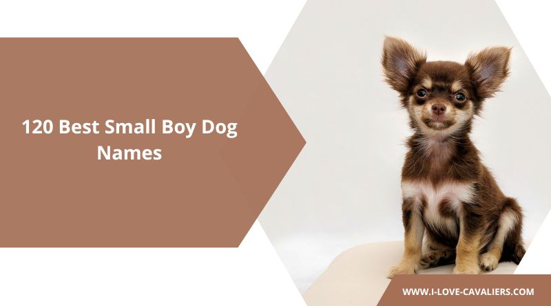 small dog name ideas