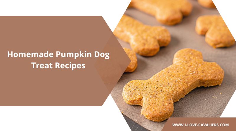 Homemade Pumpkin Dog Treat Recipes