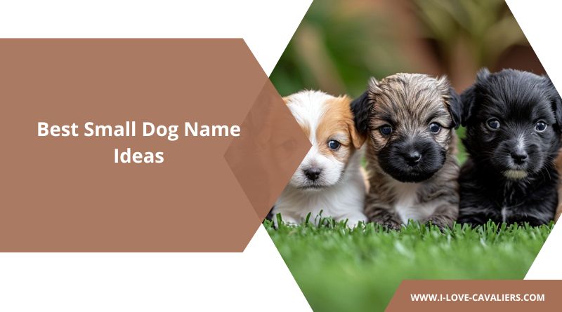 small dog names