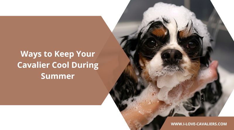 ways to keep cavalier cool during summer