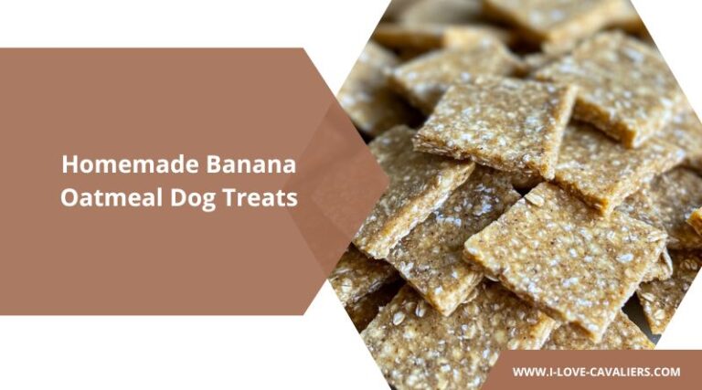 Thumbnail for Canine Diet Banana Oatmeal