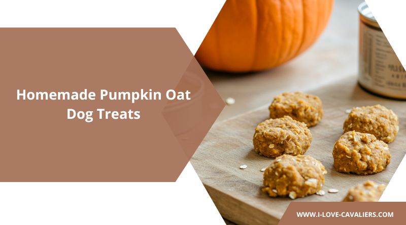 Homemade Pumpkin Oat Dog Treats