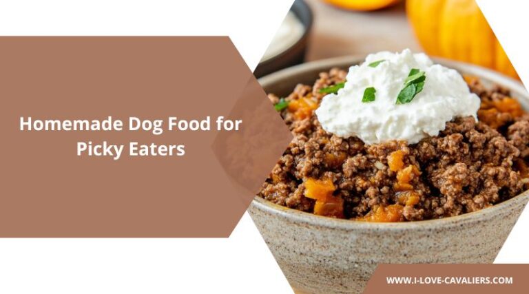 Best Dog Food for Picky Eaters: 3 Easy Homemade Recipes - What To Put On Dog Food For Picky Eaters