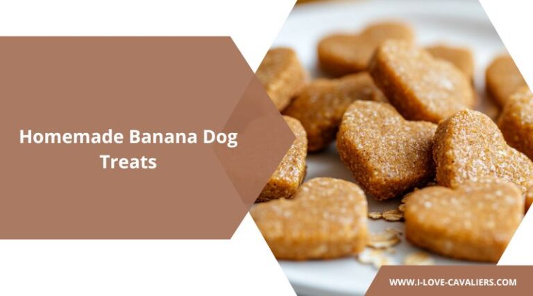 The Ultimate Guide to Homemade Banana Dog Treats: Healthy, Simple, and ...