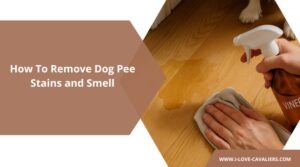 How To Remove Dog Pee Stains and Smell from House, Carpets, Couches, Beds, Hardwood, and Concrete
