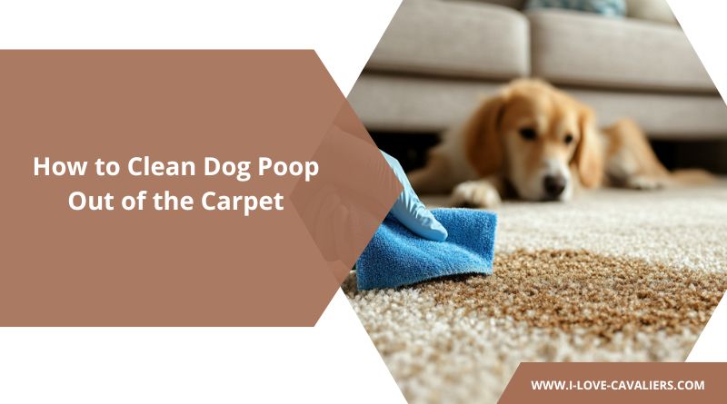 How to Clean Dog Poop Out of the Carpet