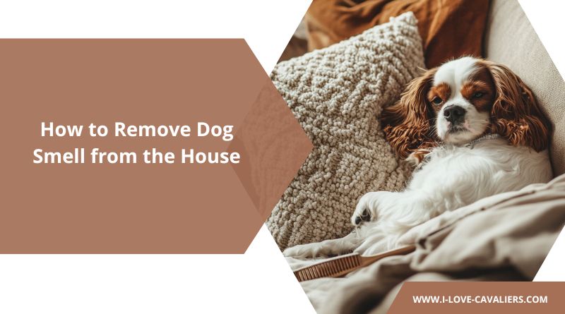 How to Remove Dog Smell from the House
