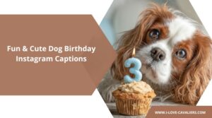 Dog Birthday Captions for Instagram