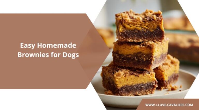 Curated visual reference: Easy Homemade Brownies For Dogs Photo Inspiration