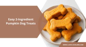 Easy 2-Ingredient Pumpkin Dog Treats