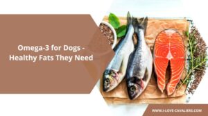 Omega-3 for Dogs - Healthy Fats They Need for a Shiny Coat