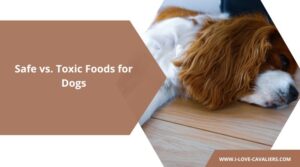 Safe vs. Toxic Foods for Dogs