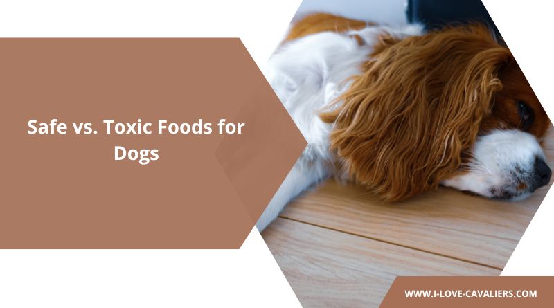 Safe vs. Toxic Foods for Dogs