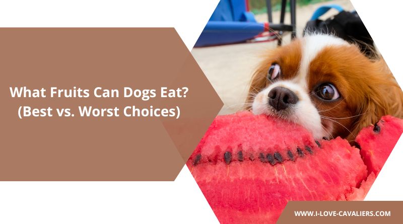 What Fruits Can Dogs Eat