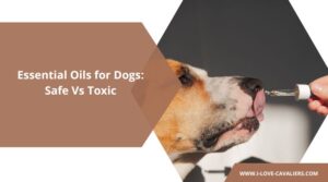 essential oils for dogs safe vs toxic