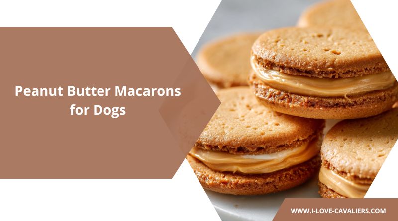 Peanut Butter Macarons for Dogs