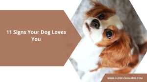 11 Signs Your Dog Loves You
