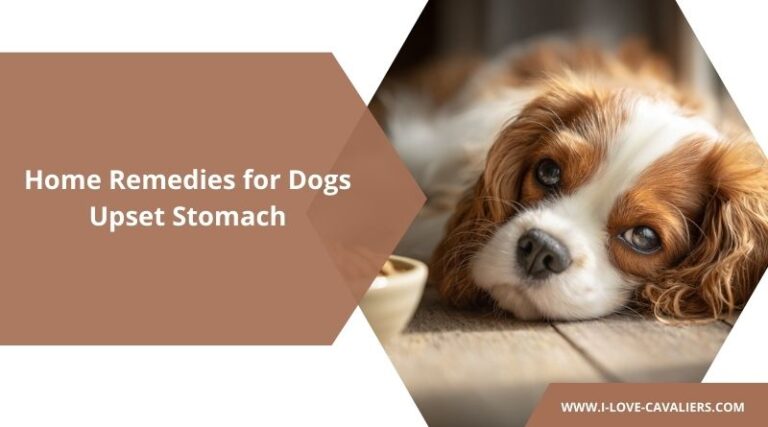 Photo inspiration: Gallery Detail: Home Remedies For Dogs Upset Stomach Natural Relief That Works