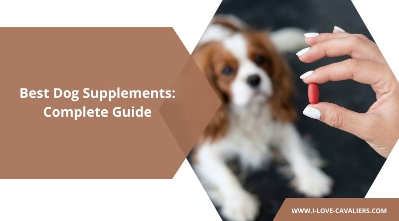 Best Dog Supplements Complete Guide