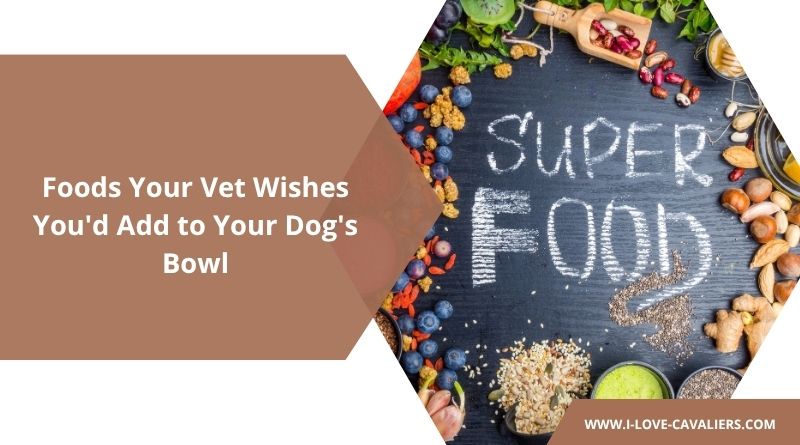 Foods Your Vet Wishes You'd Add to Your Dog's Bowl