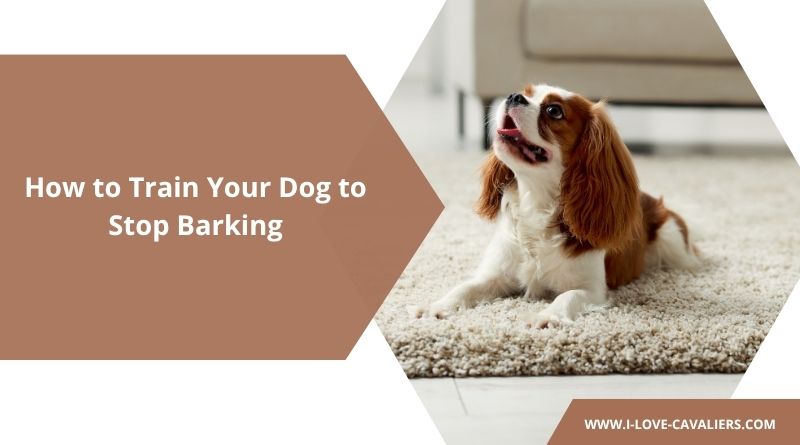 How to Train Your Dog to Stop Barking
