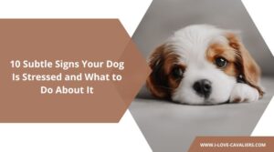 10 Subtle Signs Your Dog Is Stressed and What to Do About It