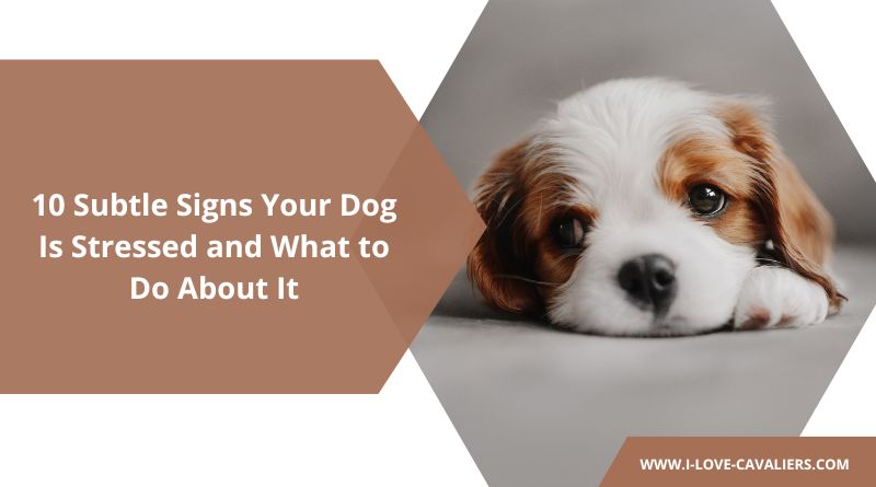 10 Subtle Signs Your Dog Is Stressed and What to Do About It