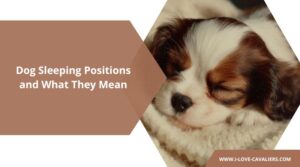 Dog Sleeping Positions and What They Mean