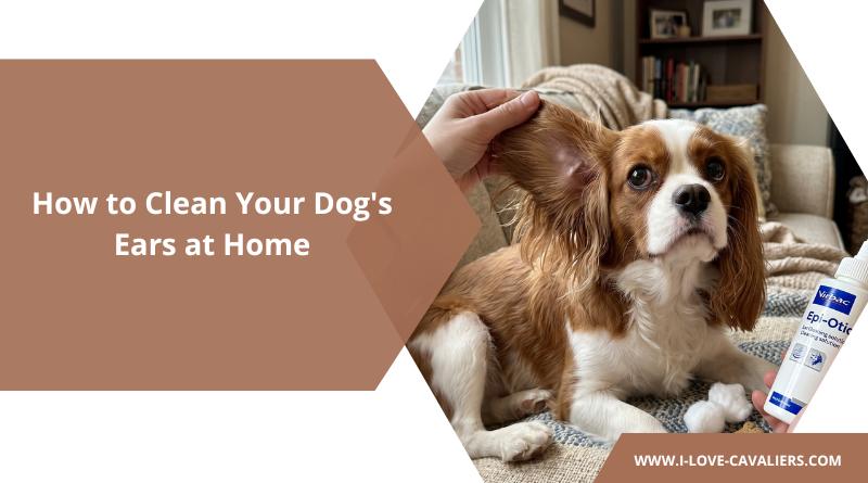 How to Clean Your Dog's Ears at Home