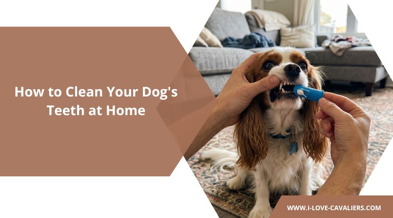 How to Clean Your Dog's Teeth at Home