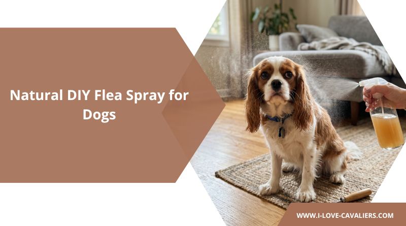 DIY Flea Spray for Dogs
