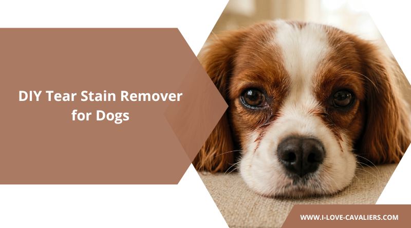 DIY Tear Stain Remover for Dogs