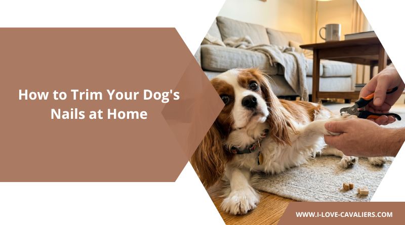 How to Trim Your Dog's Nails at Home